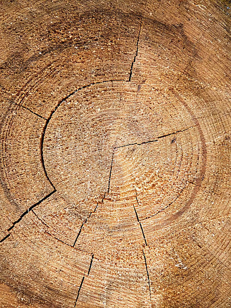istock Close-up of Tree Trunk Cross-Section with Annual Rings and Cracks 2220919737
