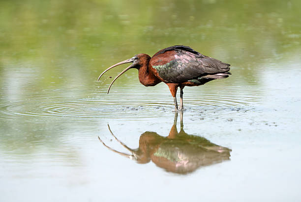 Glossy Ibis in a lake that is part of Tiber River.