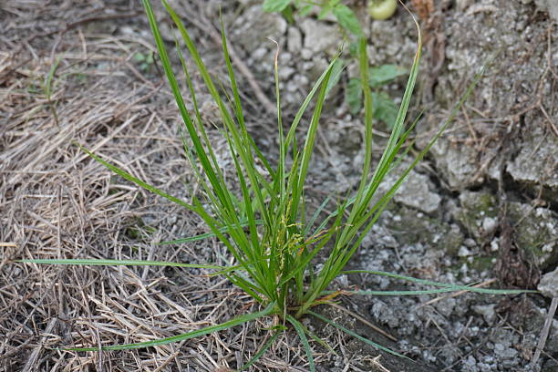 istock Kyllinga brevifolia, also known as shortleaf spikesedge or green kyllinga is growing on the soil 2220923085