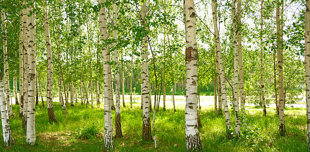istock Bright birch forest with slender white trunks and vibrant green leaves. Sunlight softly filters through the foliage. Peaceful, natural atmosphere. Blurred background. 2220923288