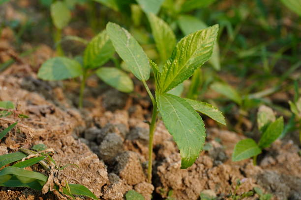 The white jute seedling along with its tiny leaves close up with a blurry backdrop