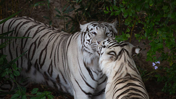 istock White tigers are big dangerous cats. 2220924185