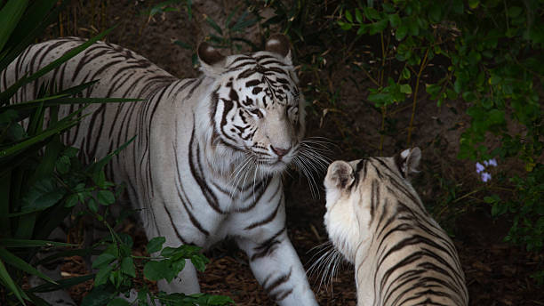 istock White tigers are big dangerous cats. 2220924188