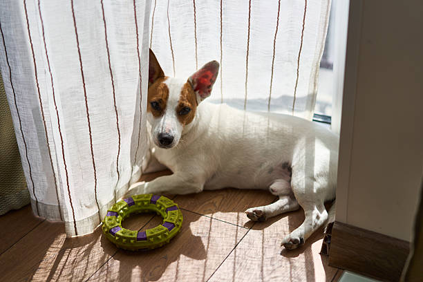 istock A Dog is Relaxing by the Window while Playing with Its Favorite Toy, Feeling Content 2220924335