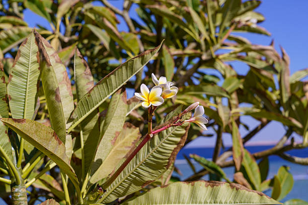 A tree with yellow and white flowers and green leaves. The tree is located near the ocean, and the sky is clear and blue