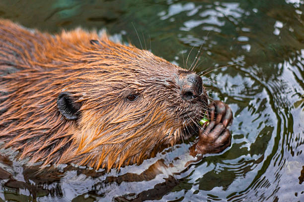 istock Beaver Washing in Water 2220925739