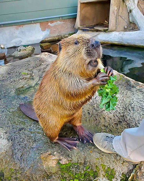 istock Beaver With Lettuce Near Rock 2220925815