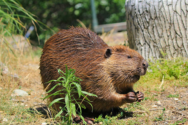 North American beaver lowers its head to chew on a leafy green plant in a natural area beside a tree and patch of dirt