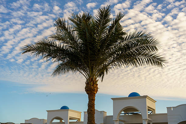 Palm tree fronds filling the bottom frame, showing vibrant green leaves and some sun-kissed brown tips against a clear, expansive blue sky, evoking feelings of summer and tropical escapes