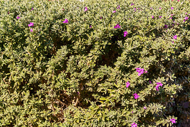 A bush with purple flowers is in full bloom. The flowers are small and purple, and they are scattered throughout the bush. The bush is lush and green, and it looks healthy and vibrant