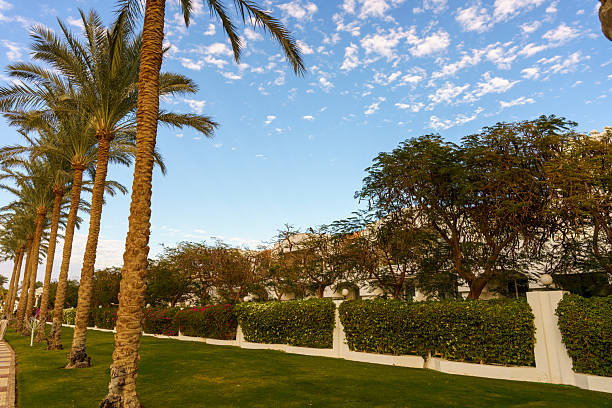 A lush green lawn with palm trees in the background. The sky is clear and blue, and the sun is shining brightly. The scene is peaceful and relaxing