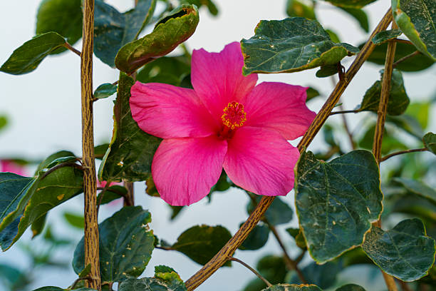 A pink flower is on a branch. The branch is green