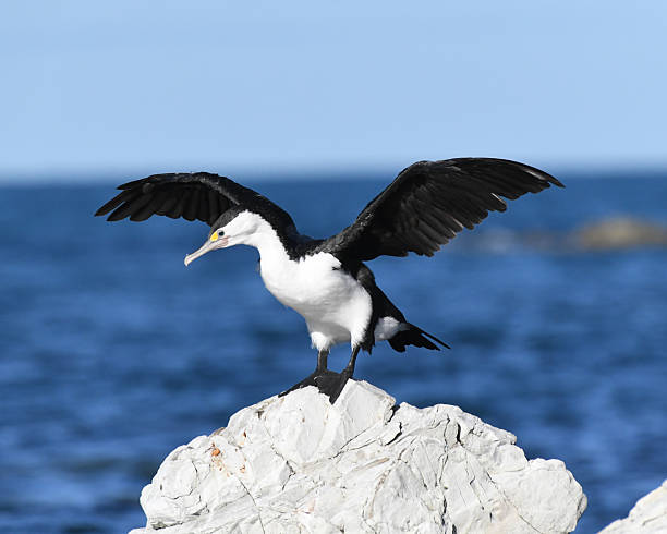 istock Pied Shag (Phalacrocorax varius) drying and preening its feathers 2220927817