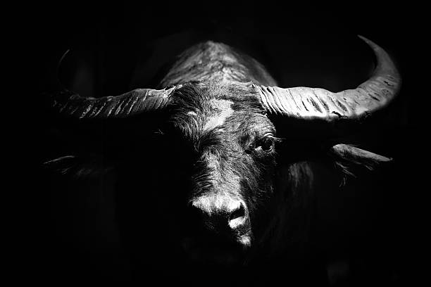 istock Buffalo in Black and White 2220929386