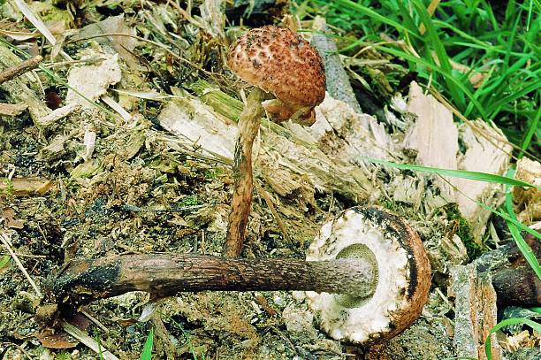 istock Rare Devil's Cigar Mushroom Found in Korean Forest 2220930350