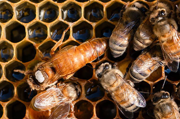 Gold honey bee queen marked with white dot on honey comb filled with nectar