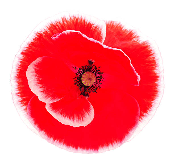 istock Field, red poppy isolated on white background 2220930896