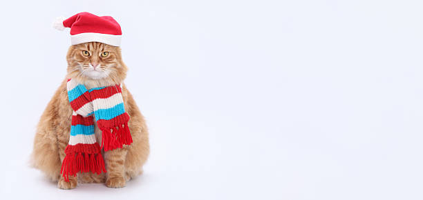 istock Ginger Cat Wearing Santa Hat and Striped Scarf Sitting on White Background 2220931804