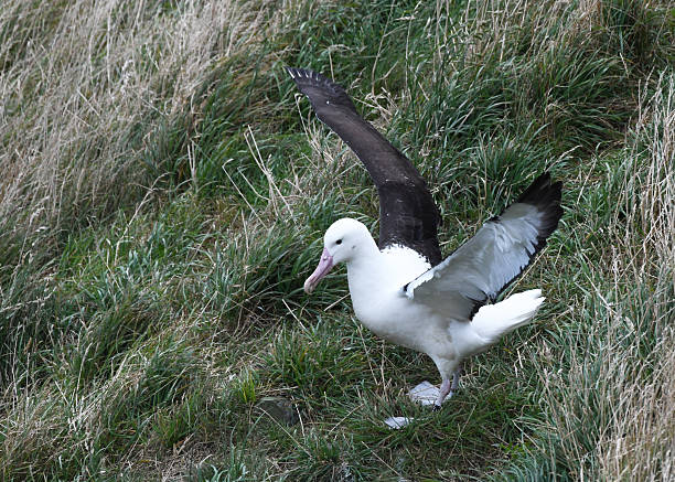 istock Royal Albatross (Diomedea epomophora sandfordi) about to take to the sky 2220932452