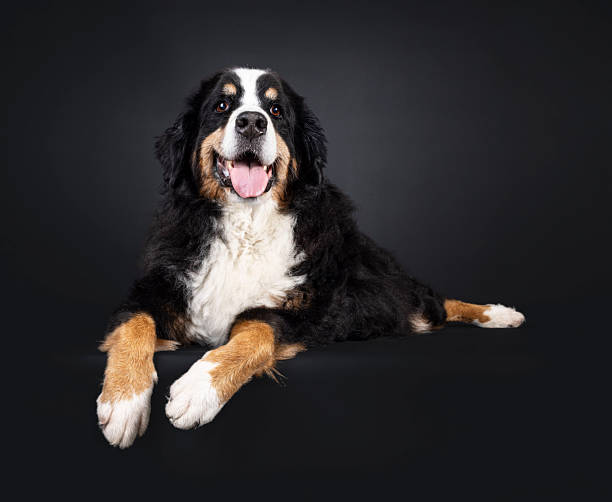 istock Berner Sennen dog on black 2220932494