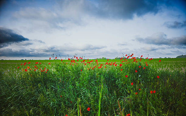 istock Blooming POPPY Field under Dramatic Sky in Countryside Landscape 2220932522