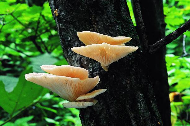 istock Oyster Mushroom Growing on Tree in Korea 2220932973