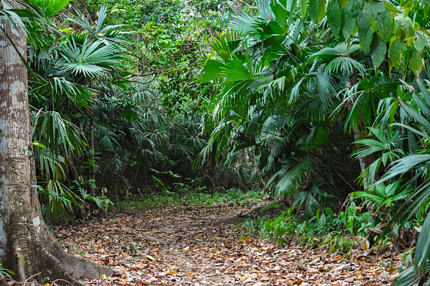 A tranquil jungle path surrounded by dense green foliage in Sapzurro, Choco, Colombia, perfect for nature explorations.