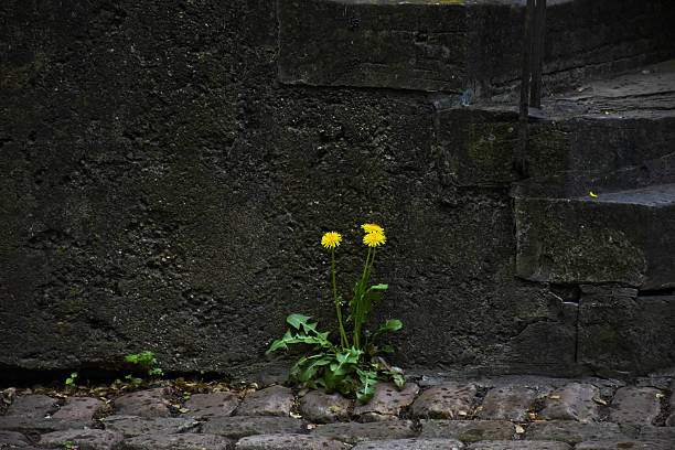 istock Flower in the street 2220939318