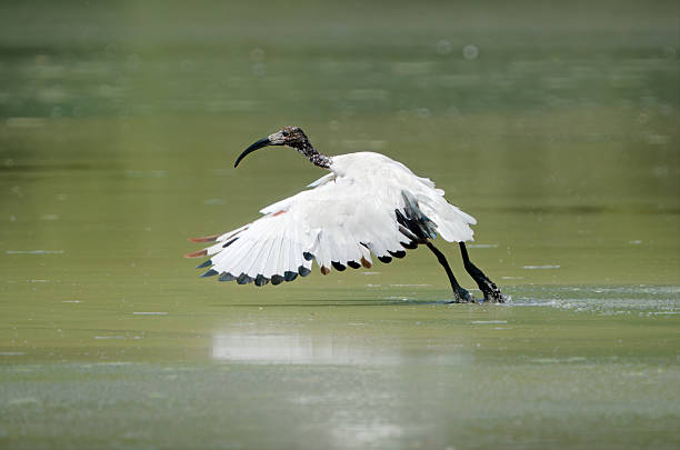 Sacred Ibis in a lake that is part of Tiber river.