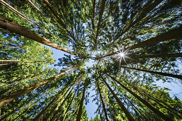 istock Tall trees majestically reaching upwards for the bright sky in a vibrant, lush forest 2220942306