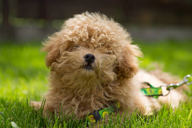 istock Maltipoo puppy on a walk on a sunny day 2220942536