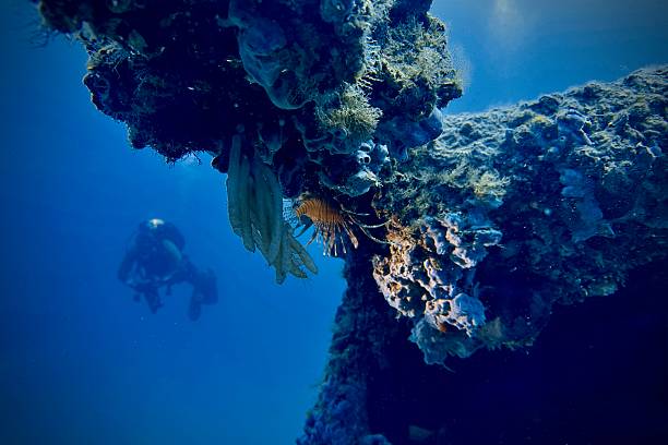 istock Lionfish hiding in a wreck 2220944650