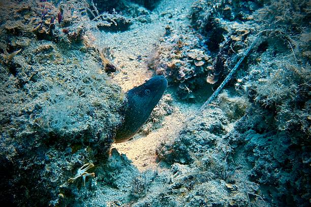 istock Marine Eel Hidden Among Rocks in Vibrant Underwater Seascape 2220944664