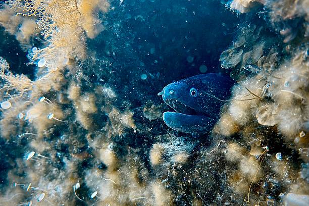 Moray eel peering out from marine plants in its underwater environment, showcasing its habitat and behaviour in its natural oceanic surroundings.