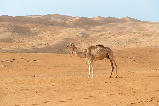 istock iddle Eastern Camel in the Wahiba Desert, Oman. 2220944871