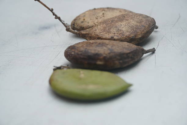 Pongamia fruits and tree also known as kronj is a fast-growing, nitrogen-fixing tree known for drought resistance, biofuel-rich seeds, and environmental benefits in degraded lands.