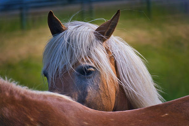 istock Haflinger horses in the Thuringian Forest 2220948256