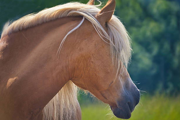 A blond horse stands on a grassy hill under a clear sky, captured from a low angle. The horse has a long light mane and tail and wears a fly mask, photographed outdoors in natural daylight. This calm rural scene represents farm life, animal care, countryside, and domestic livestock. No people.