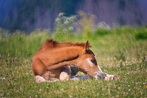 istock Haflinger horses in the Thuringian Forest 2220948337