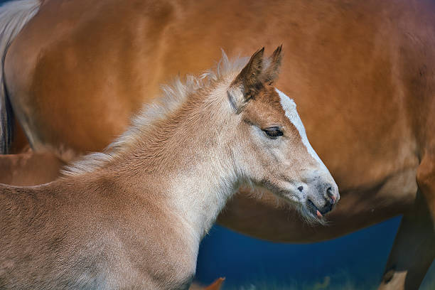 istock Haflinger horses in the Thuringian Forest 2220948341