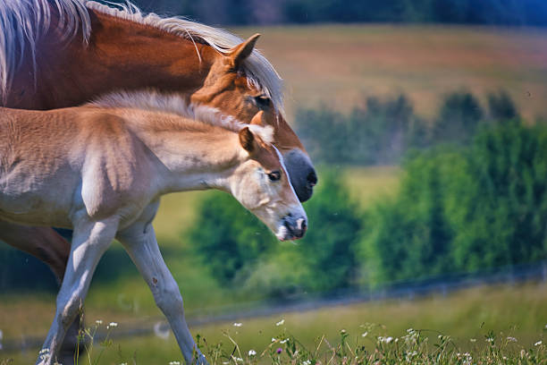 Funny horse foal playing on pasture with mother mare