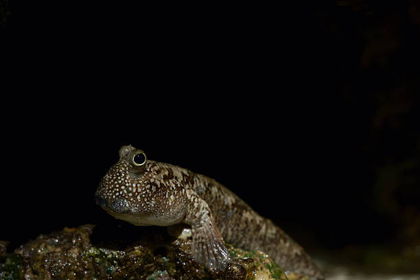 istock Fish resting on rock in dark underwater scene showing aquatic life 2220948612