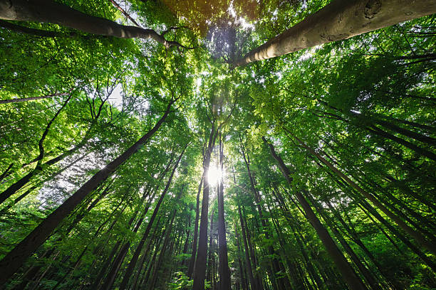 istock Sunlight filtering beautifully through the lush canopy of the forest creates a magical ambiance 2220948616