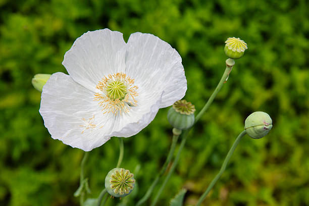 A minimalistic composition featuring a single white flower with intricate petals and vibrant green leaves. The clean white background emphasizes the simplicity and elegance of nature. Flat lay