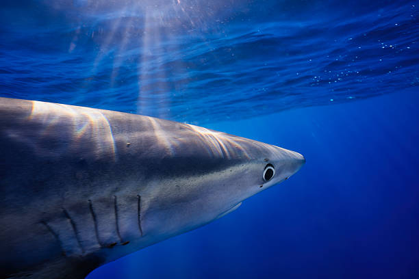 istock Blue shark swimming in the sunlit ocean depths 2220948762