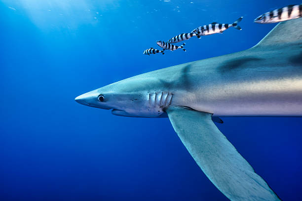 istock Blue shark swimming in the ocean with pilot fish 2220948767