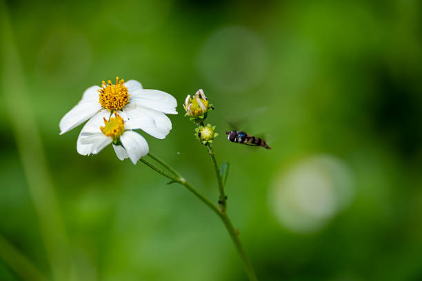 Hoverfly or flower fly, flying around blooming white flowers, Bidens alba, in garden under natural morning sunlight, northern Thailand