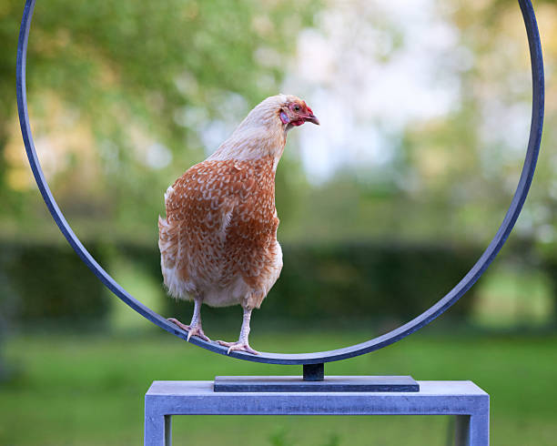 Graceful chicken balancing on a modern metal sculpture in a garden setting.