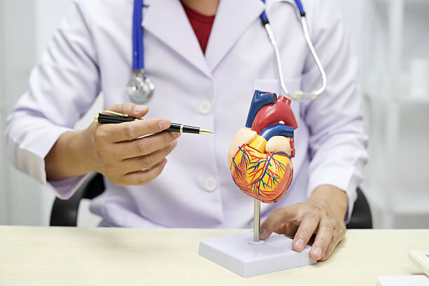 istock Doctor in white coat with stethoscope points to heart model, explaining anatomy 2220949197