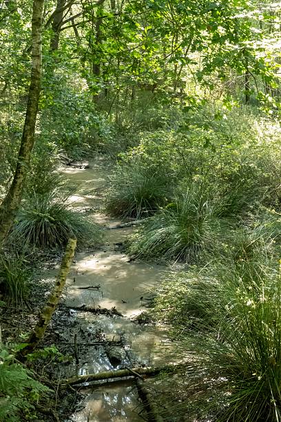istock Small muddy stream flowing through lush green vegetation in a sunny forest 2220949317